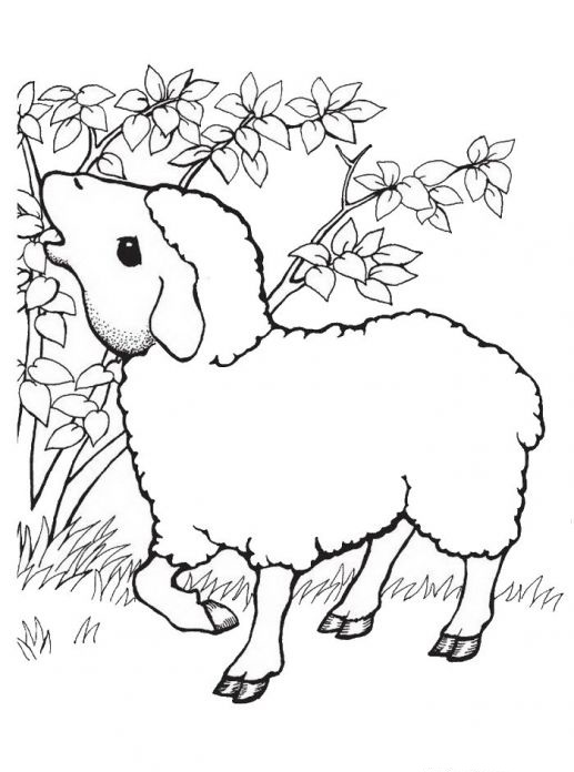 sheep coloring coloringtop