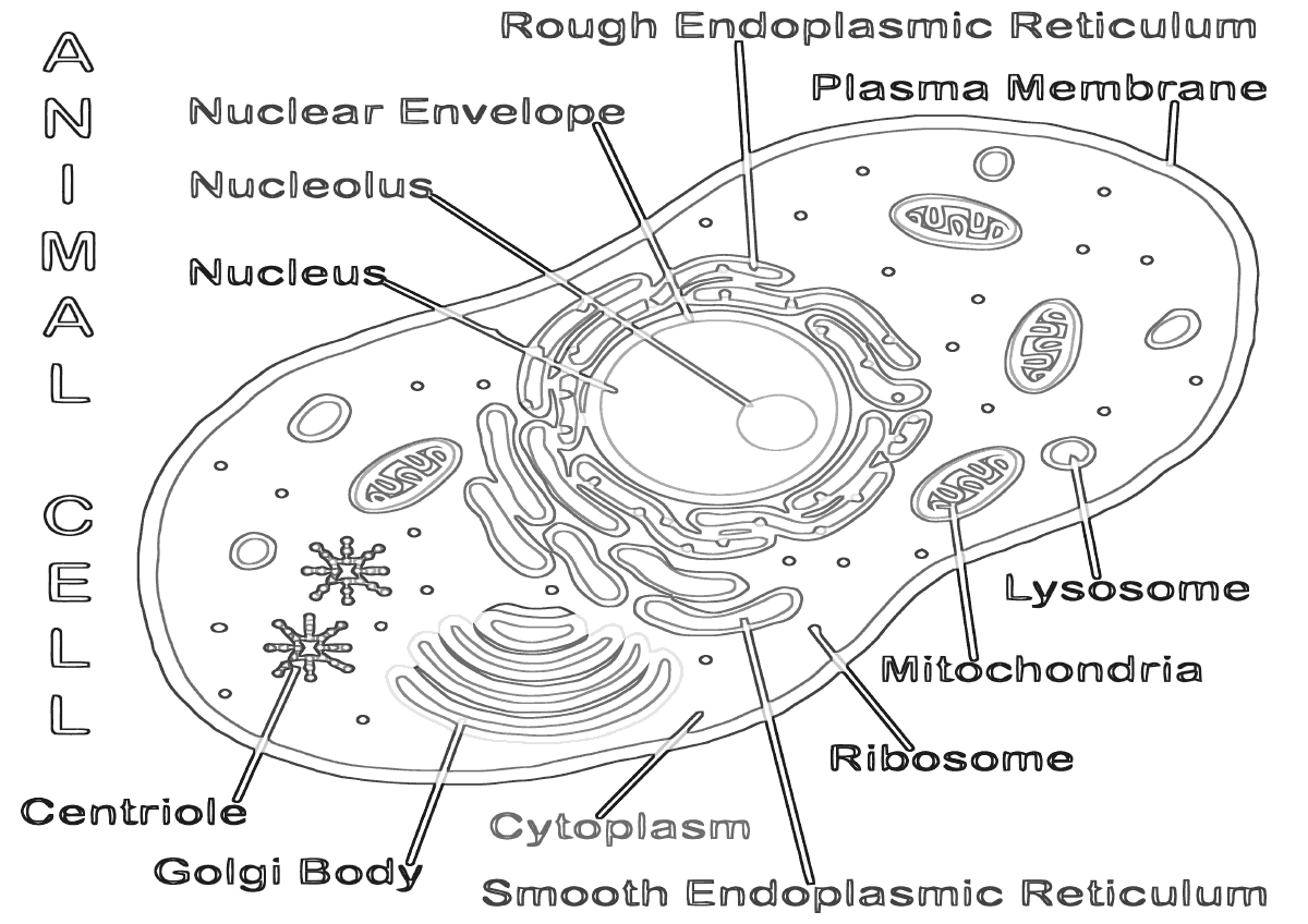 Animal Cell Coloring Pages Cell Labeling Free Printab - vrogue.co