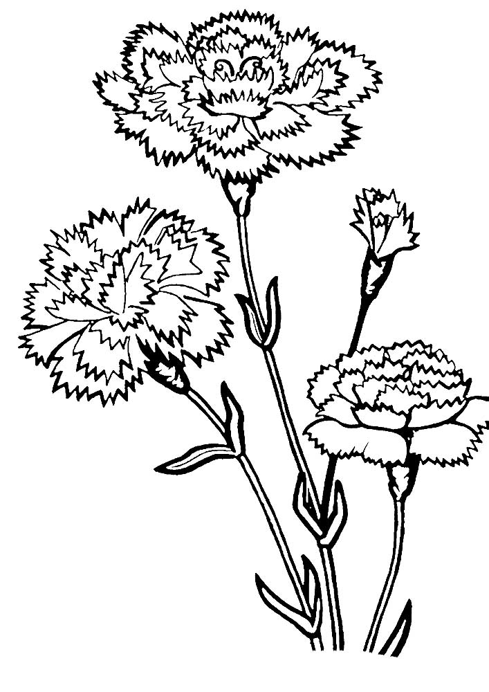 carnations carnation