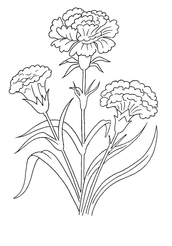 Carnation coloring pages to download and print for free