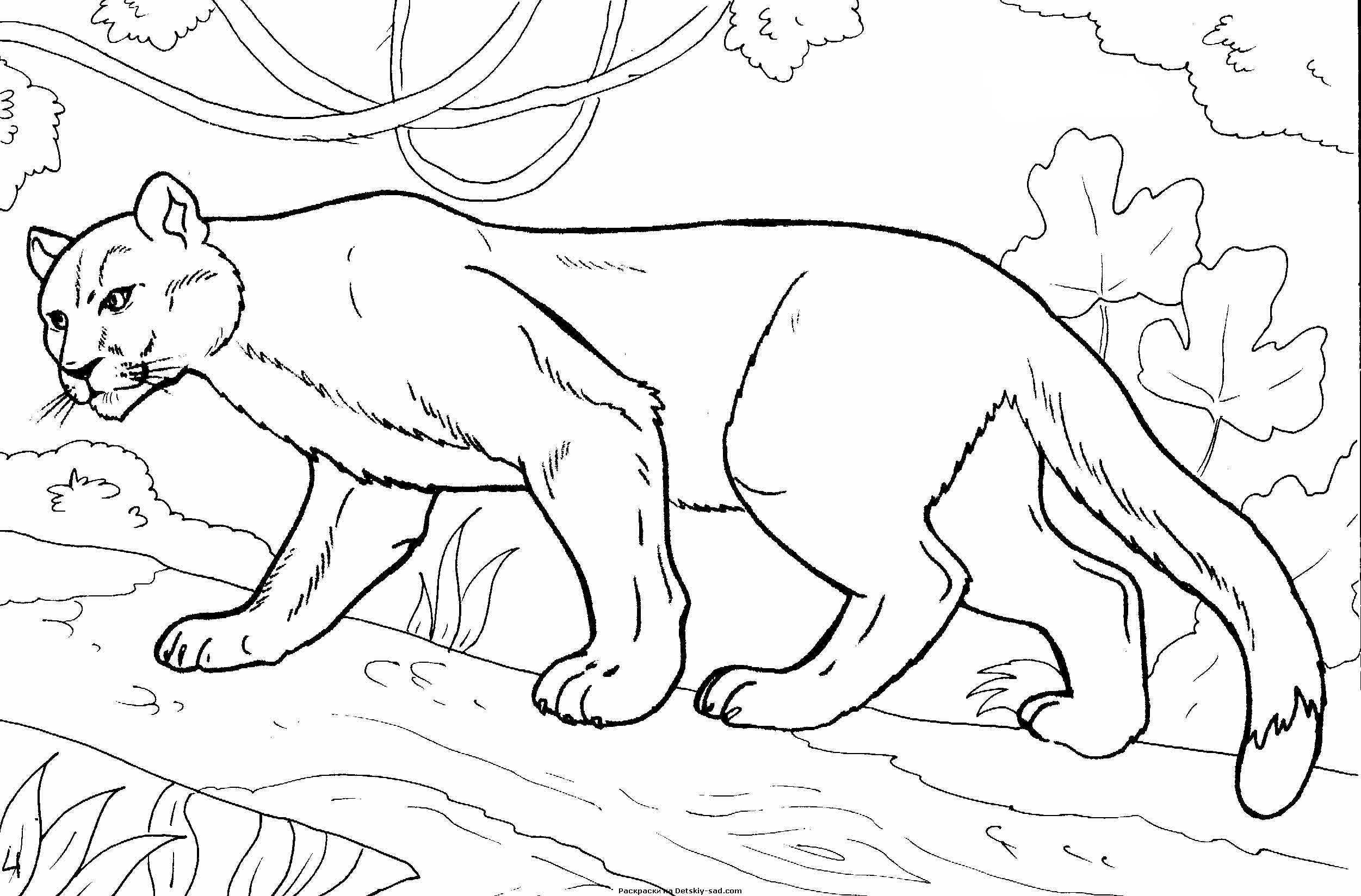 Puma coloring pages to download and print for free