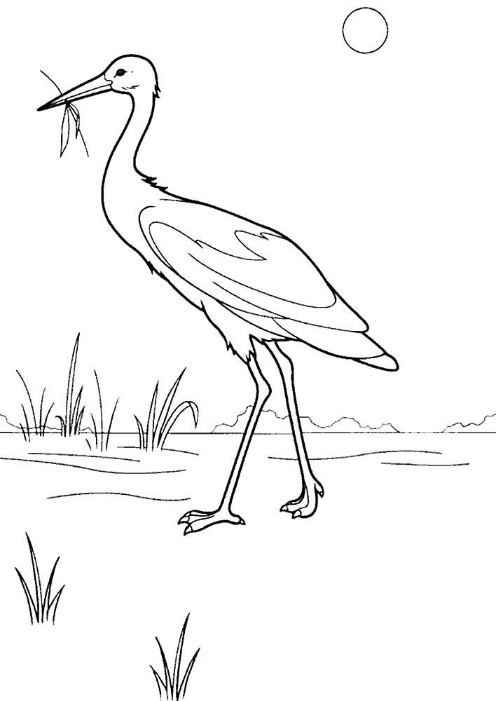 Heron coloring pages to download and print for free