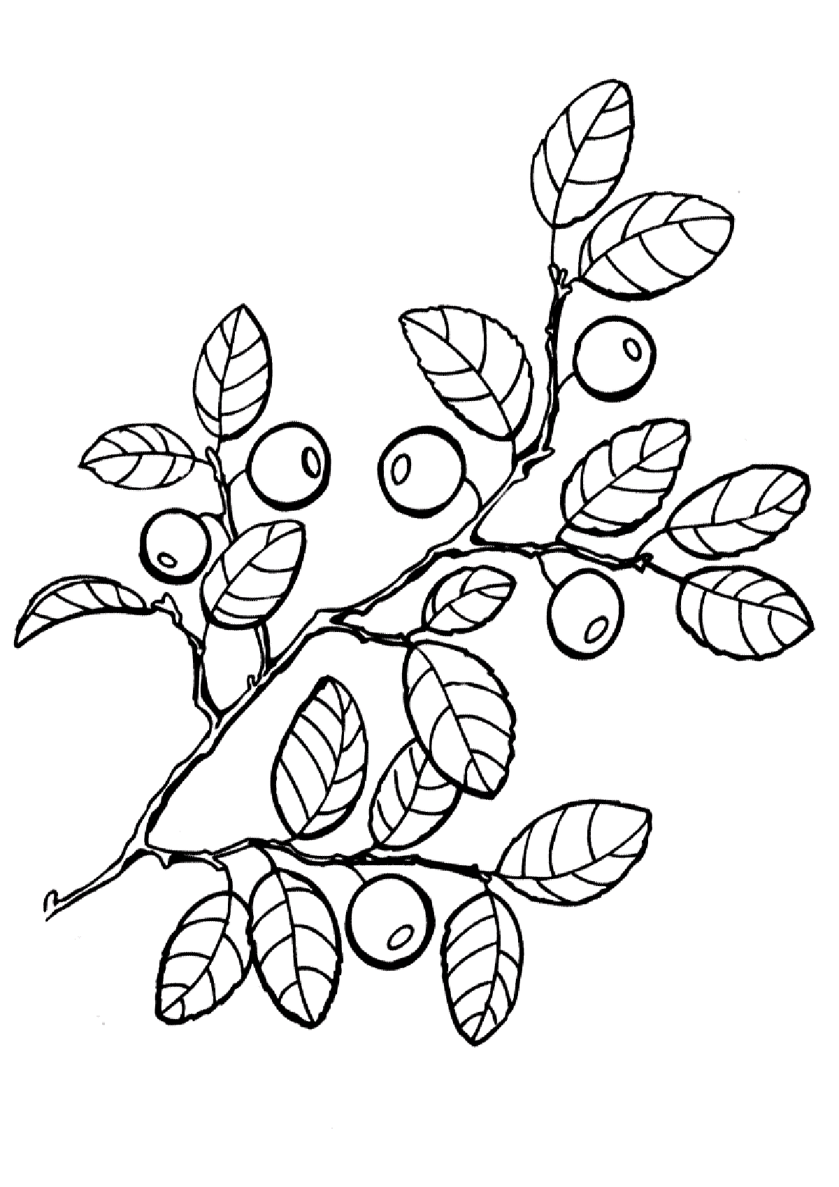 Download Coloring Pages 4