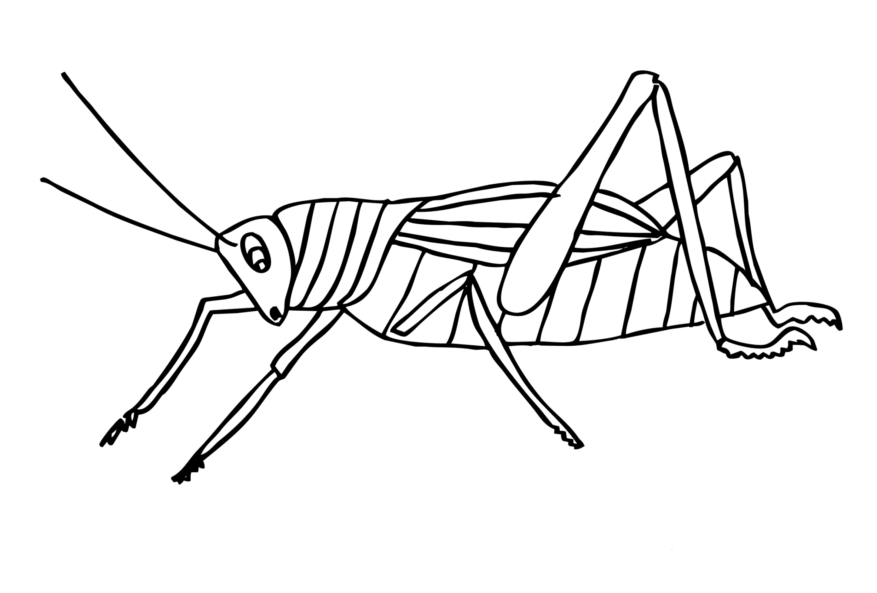 Grasshopper Coloring Pages to download and print for free