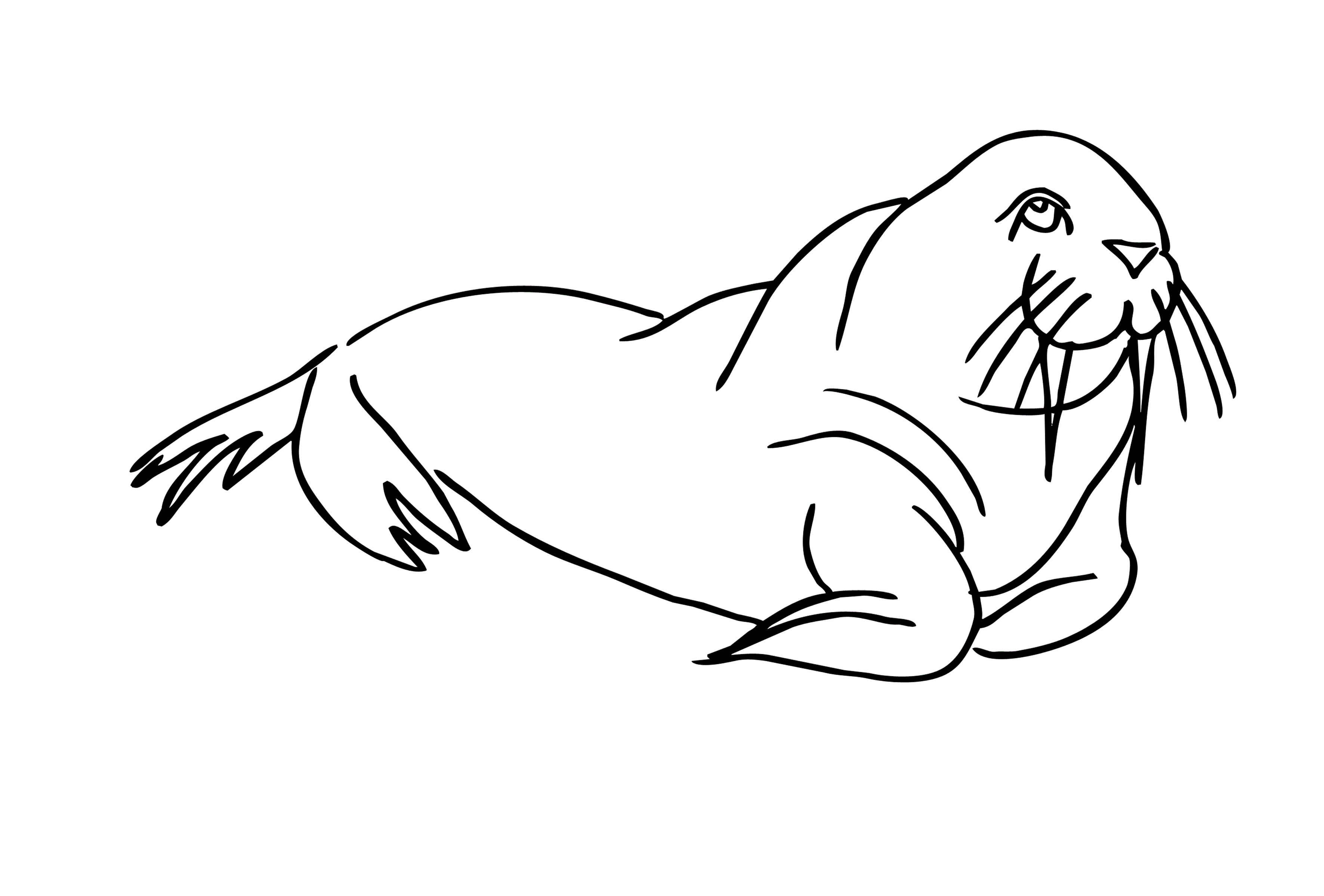 Walrus Coloring Pages to download and print for free