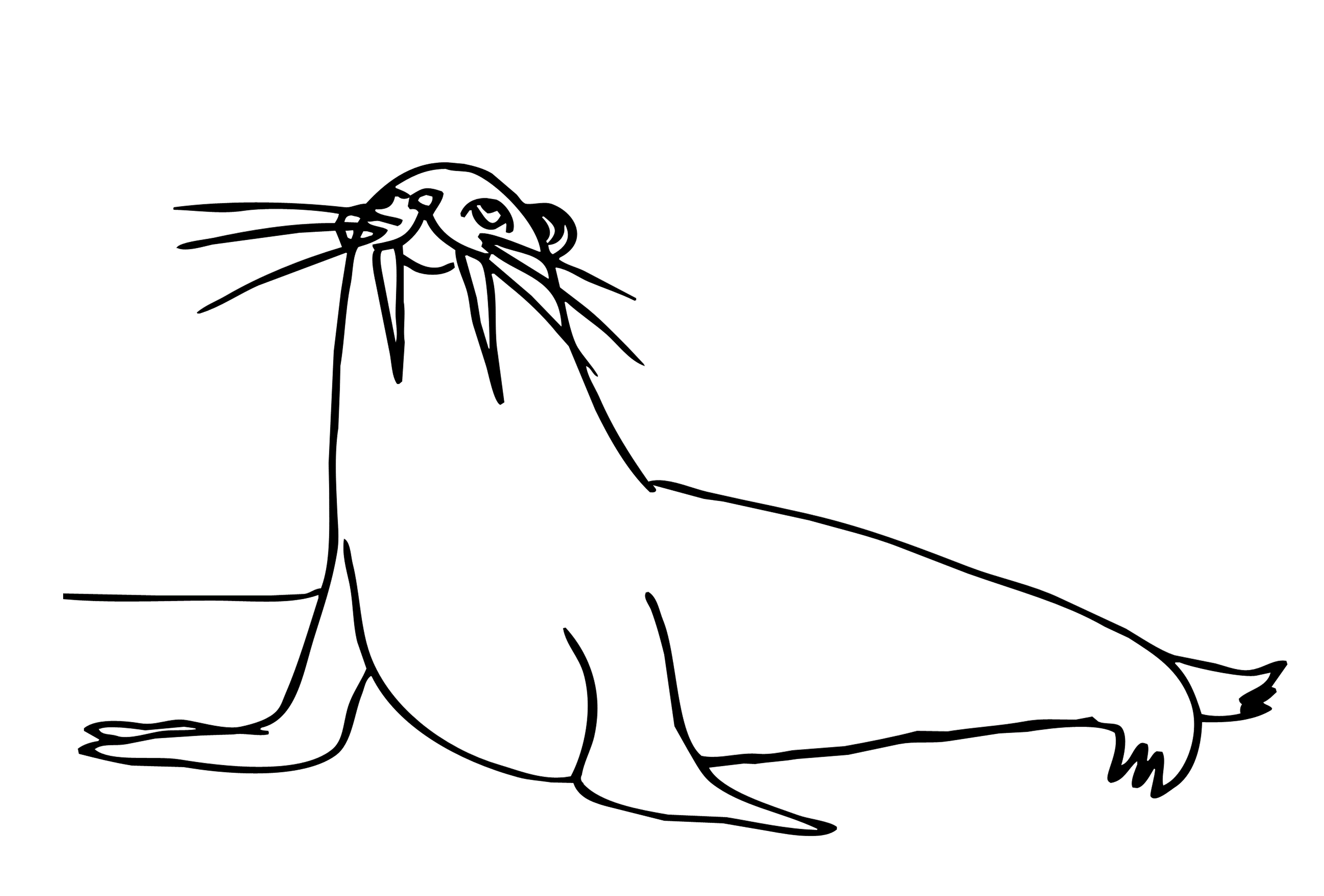 Раскраска животных морж