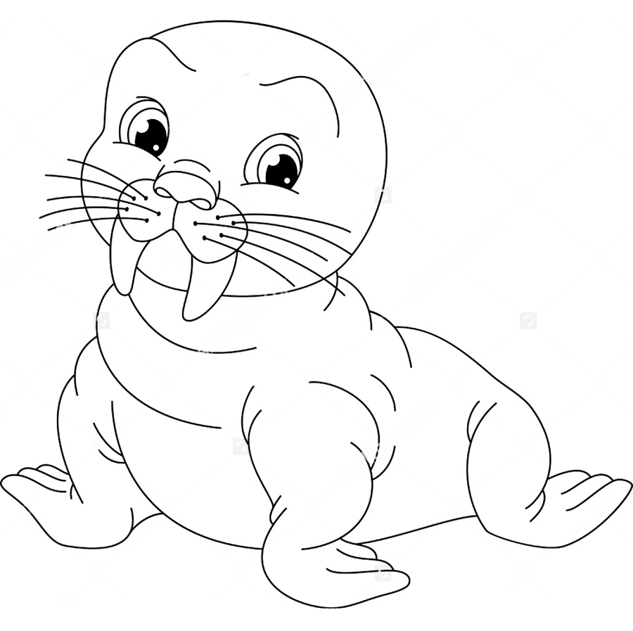 Walrus Coloring Pages to download and print for free