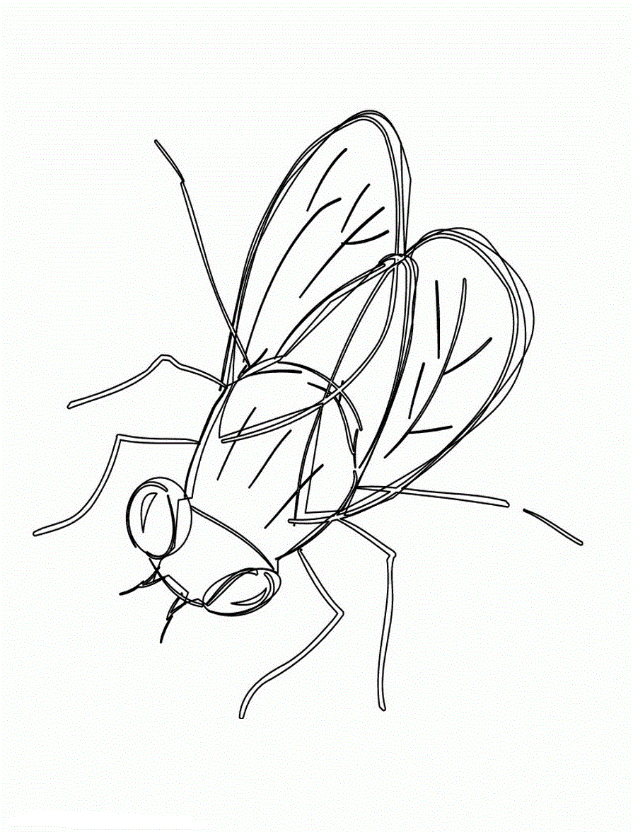 Fly Coloring Pages to download and print for free
