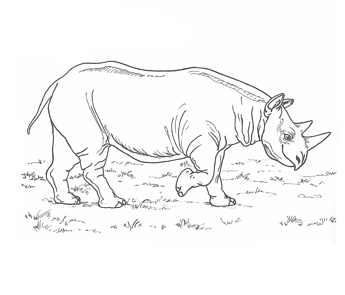 Cute Rhino Coloring Pages