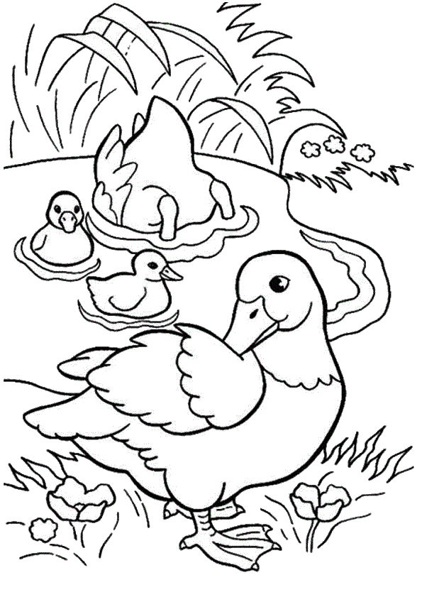 Duck Coloring Pages to download and print for free