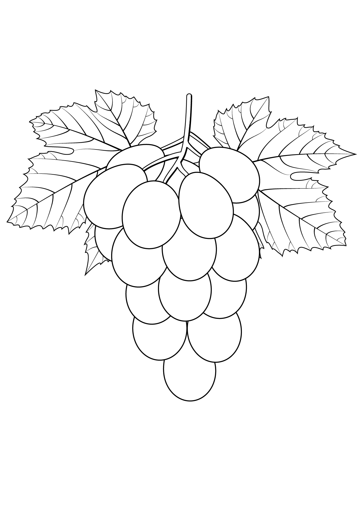 coloring grapes grape template strawberry coloringtop fruits