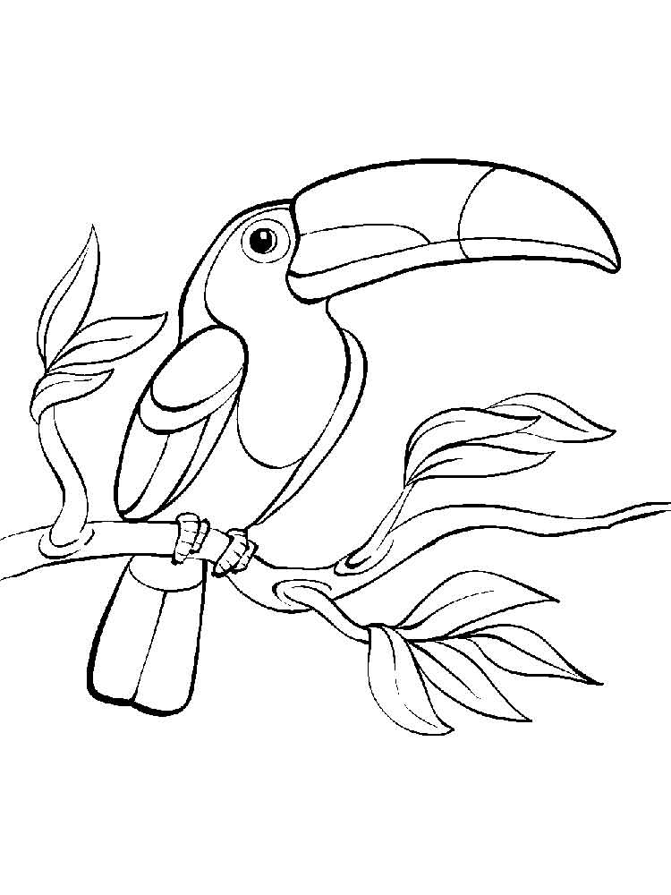 Toucan Coloring Pages to download and print for free