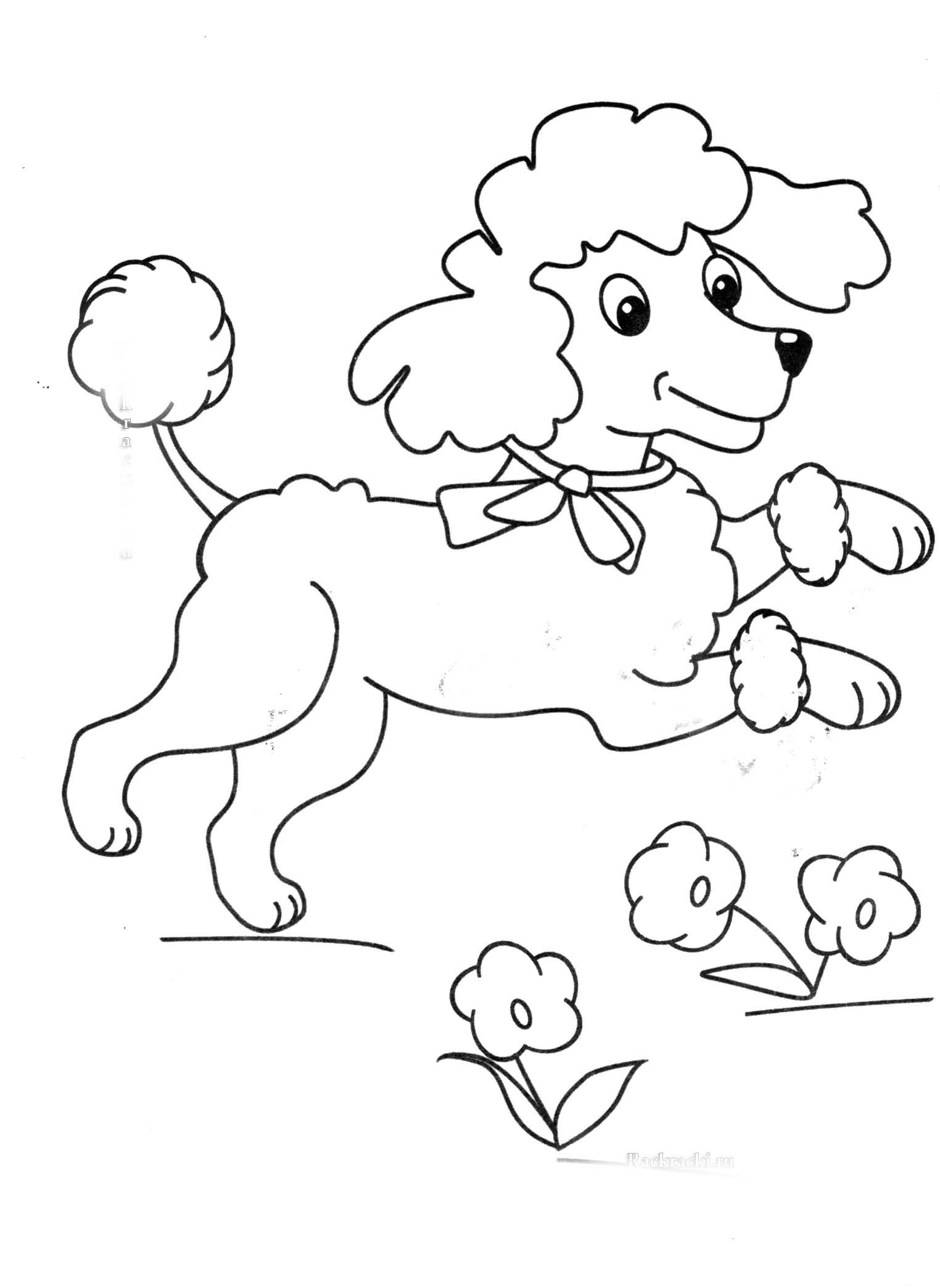 Poodle Coloring Pages to download and print for free