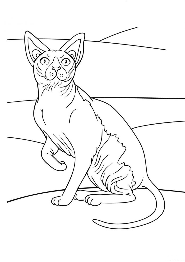 Sphynx Cat Coloring Page : Sphinx cat Coloring Pages to download and