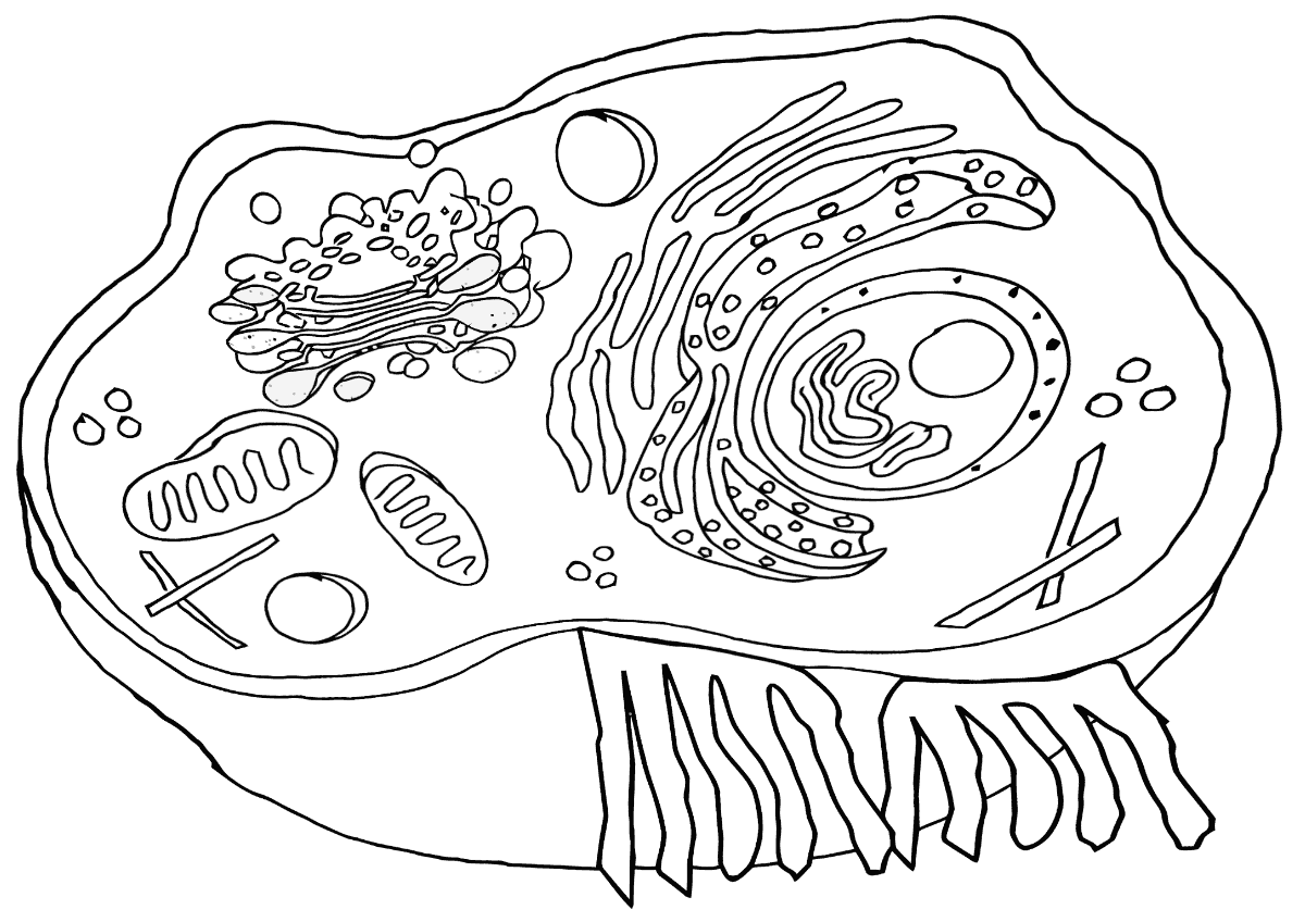 Printable Cell Coloring Page