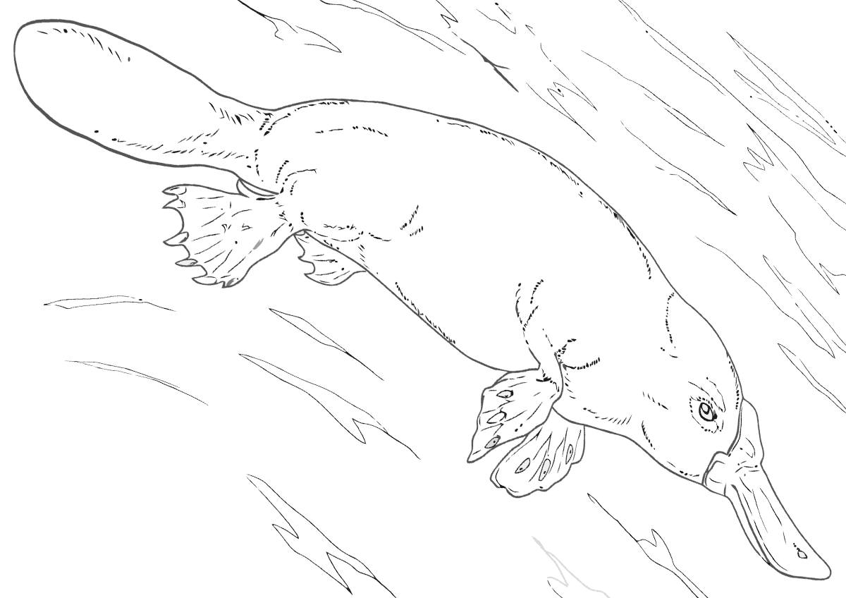Platypus Coloring Pages to download and print for free