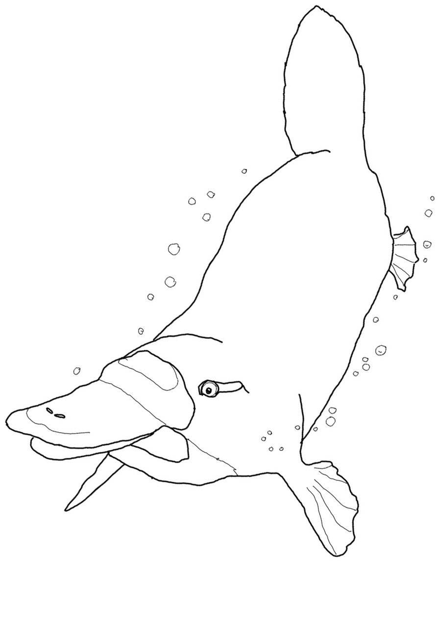 platypus baby coloring