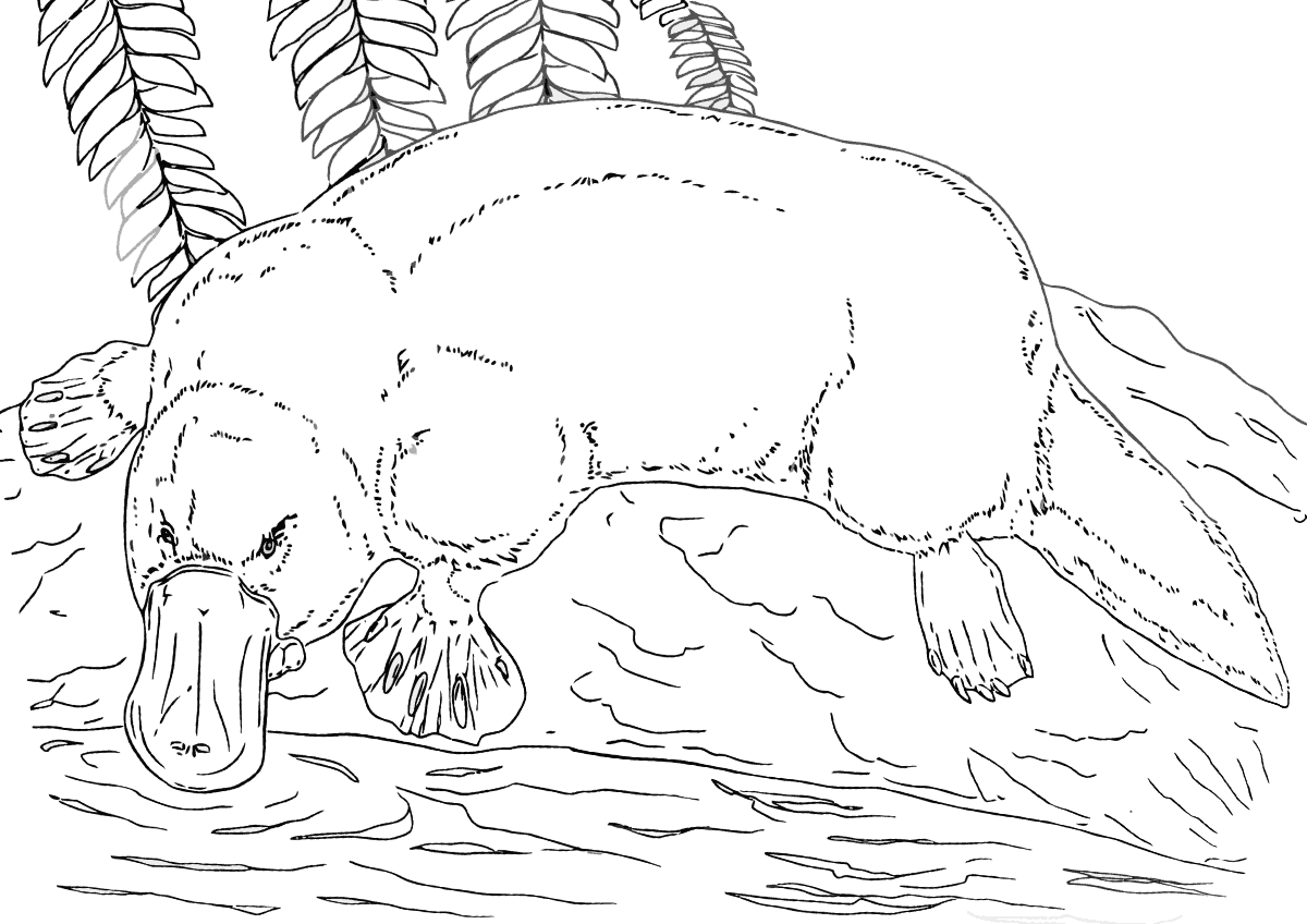 Platypus Coloring Pages to download and print for free