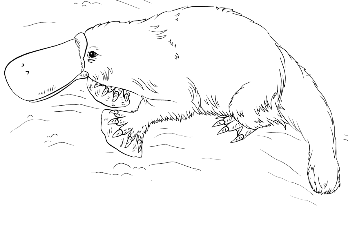 Platypus Coloring Pages to download and print for free