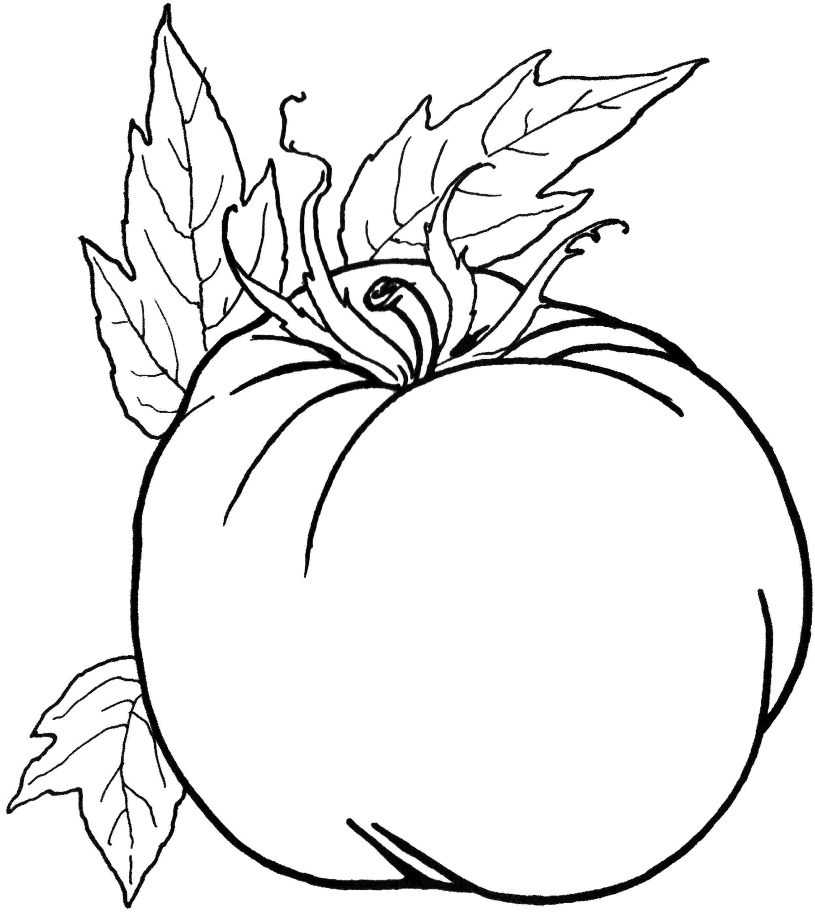 Vegetable Farm Coloring Pages Coloring Pages
