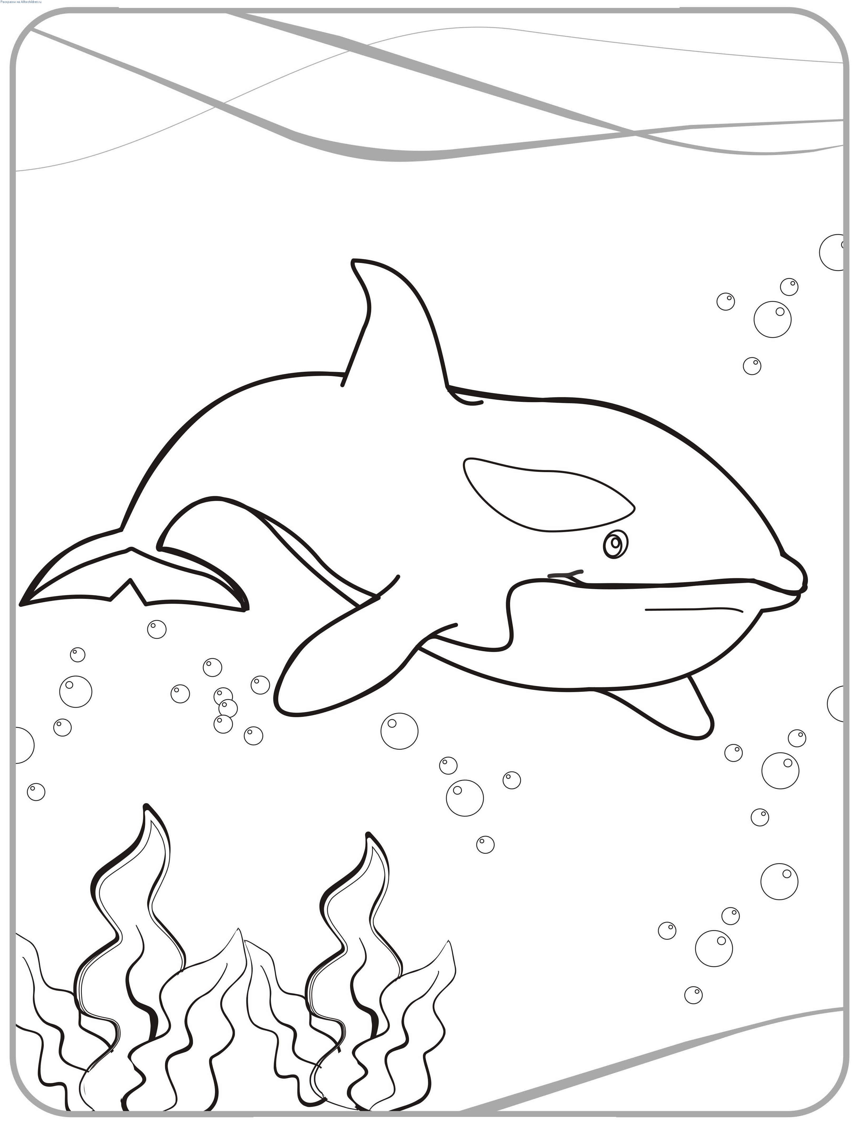 533 Cute Killer Whale Coloring Page for Kids
