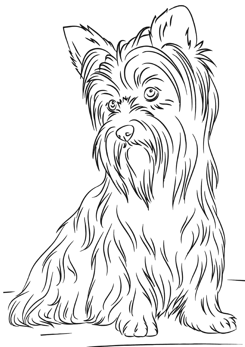 Yorkshire Terrier Coloring Pages Dog Breeds Picture Sketch Coloring Page