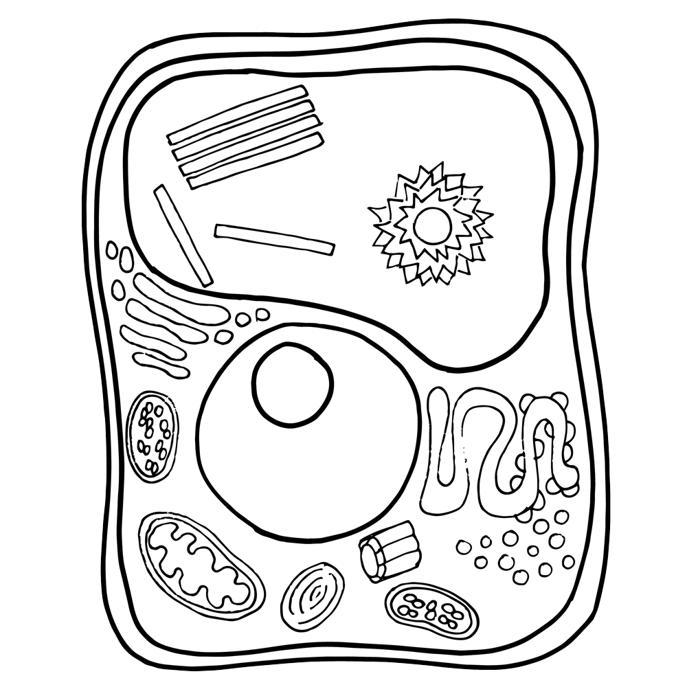 Animal Cell Coloring Pages Cell Labeling Free Printab - vrogue.co